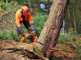 Best Tree Mulching Services  in Olive Hill, KY